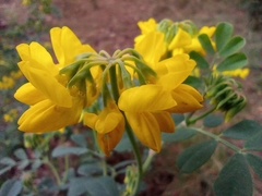 Coronilla valentina glauca