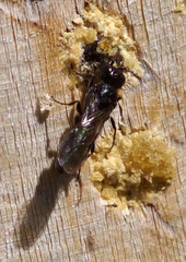 Passaloecus