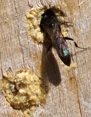Passaloecus