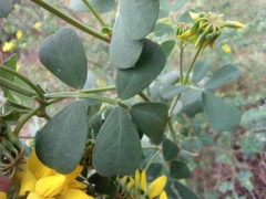 Coronilla valentina glauca