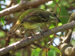 Spindalis portoricensis