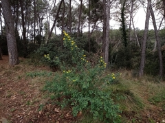 Coronilla valentina glauca