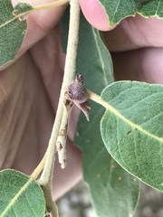 Disholcaspis pedunculoides