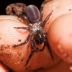 Antrodiaetus unicolor