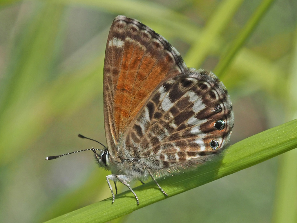 Cyclyrius