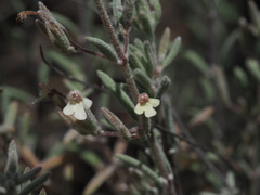 Micromeria lanata