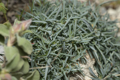 Dianthus crinitus crinitus