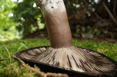 Russula densifolia