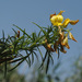 Ononis angustissima angustissima - Photo (c) Felix Riegel, μερικά δικαιώματα διατηρούνται (CC BY-NC), uploaded by Felix Riegel