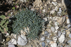 Dianthus crinitus crinitus