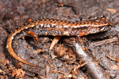 Desmognathus wrighti