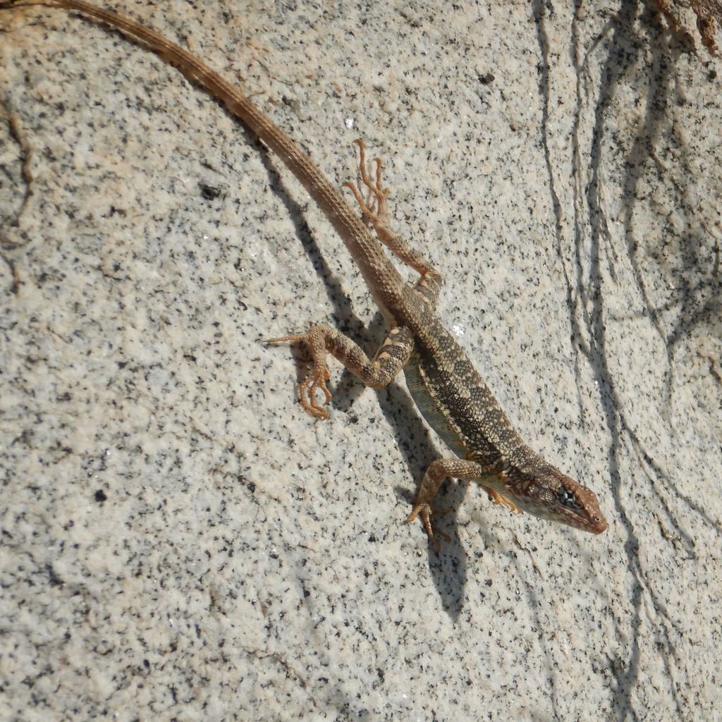 Santa Cruz Island Sator