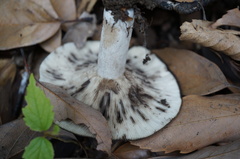 Russula densifolia