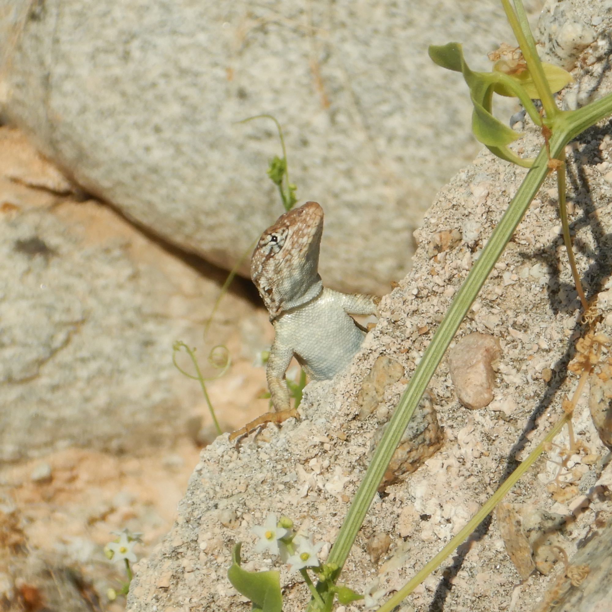 Santa Cruz Island Sator photo 5