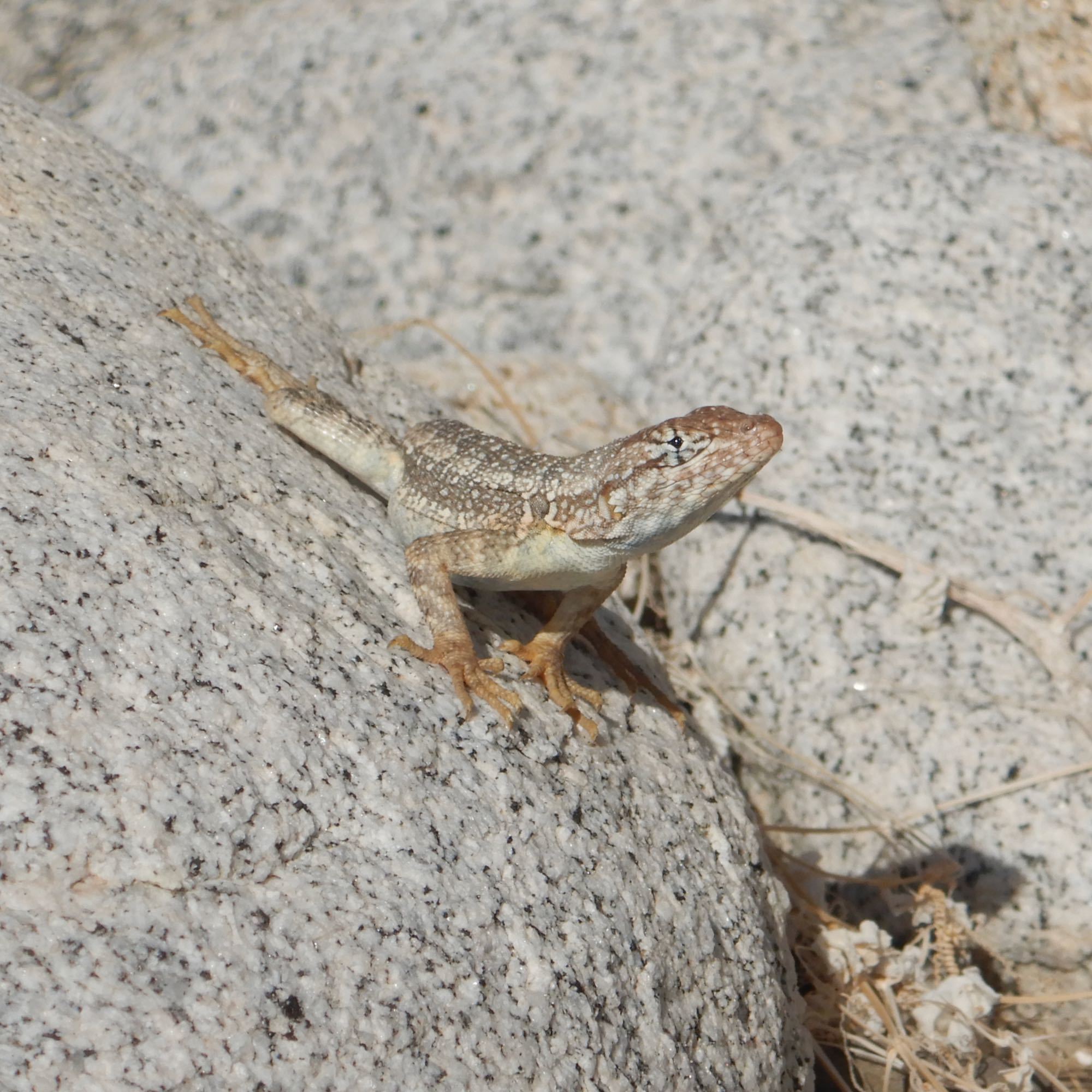 Santa Cruz Island Sator photo 6