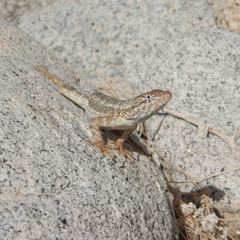 Sceloporus angustus
