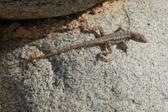 Sceloporus angustus