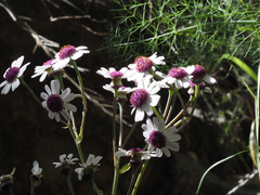 Pericallis webbii image