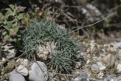 Dianthus crinitus crinitus