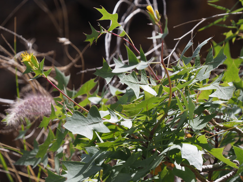 Sonchus pendulus image