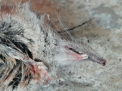 Crocidura russula