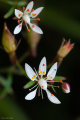 Micranthes petiolaris