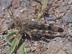 Scintharista notabilis