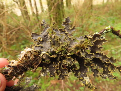 Pseudocyphellaria hawaiiensis
