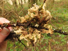 Pseudocyphellaria hawaiiensis