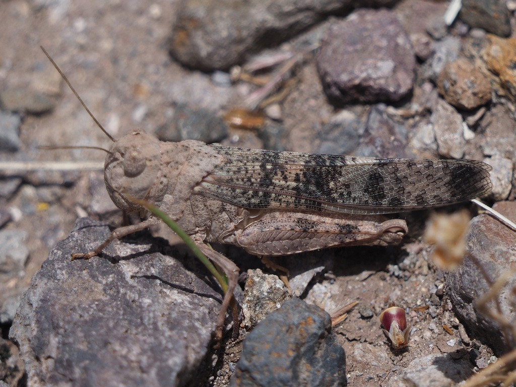 Scintharista notabilis