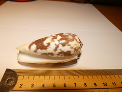 Conus striatus