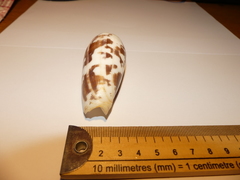 Conus striatus