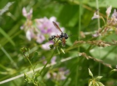 Physocephala rufipes