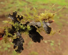 Pseudocyphellaria hawaiiensis