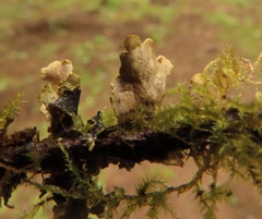 Pseudocyphellaria hawaiiensis