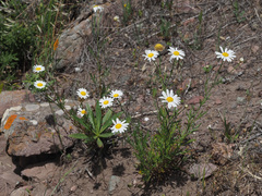 Image of Argyranthemum escarrei