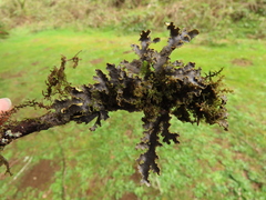 Pseudocyphellaria hawaiiensis