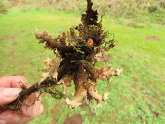 Pseudocyphellaria hawaiiensis