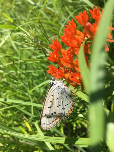 Gray Copper photo 2