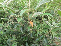 Croton menyharthii