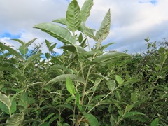 Croton menyharthii