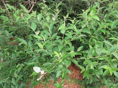 Croton menyharthii