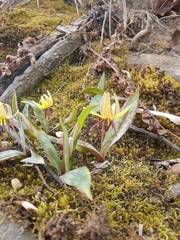 Erythronium umbilicatum