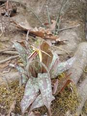 Erythronium umbilicatum