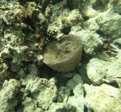 Ircinia campana