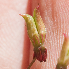 Micranthes petiolaris