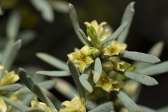 Thymelaea tartonraira