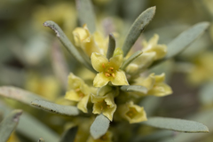 Thymelaea tartonraira