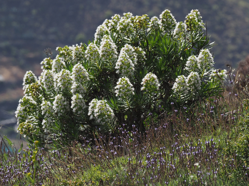 Echium decaisnei