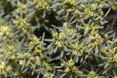 Thymelaea tartonraira
